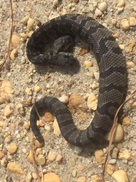 Two-headed rattlesnake found in New Jersey