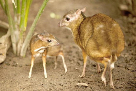 A Javan Mouse Deer and her tiny fawn. At around the size of a Cat, they're  one of the smallest hoofed mammals on the planet. - 9GAG