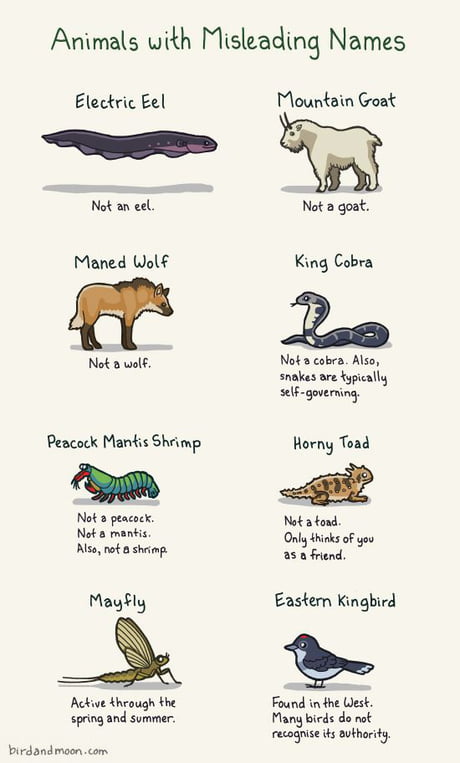Animals With Misleading Names - 9GAG Animals With Misleading Names - 9GAG