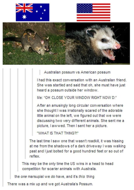 Australian Possum Vs American Opossum 9gag Australian Possum Vs American Opossum