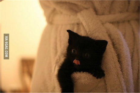 Everybody Needs A Pocket Kitten 9gag His album, 11 obscenely optimistic songs for ukulele will be released sometime next week.but first he released the sheet music for all 11 songs so fans could post their own recordings before his audio drops. 9gag