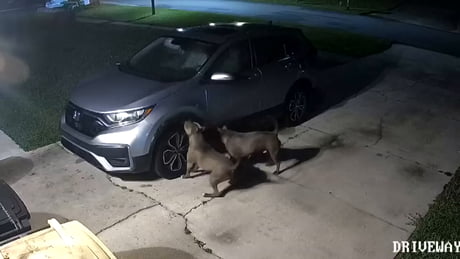 2 pit bulls torn apart woman's car trying to eat cat