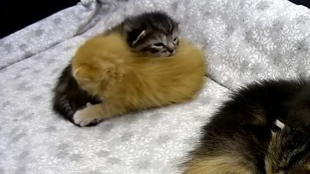 Kittens support each other