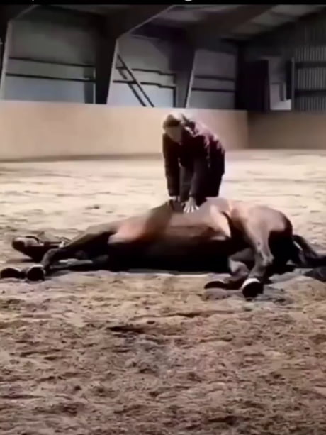 Horses have no way to burp or vomit, so all the pressure has to go somewhere