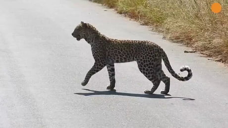 Leopard standing on hind legs