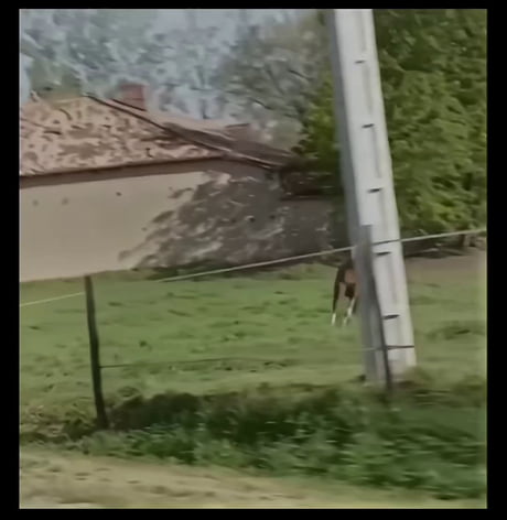 In 1997, a horse jumped onto the road in France to prove that you don't have to be a human to hate cyclists.