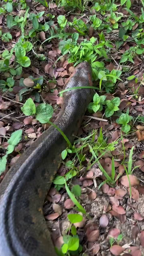Poor snake