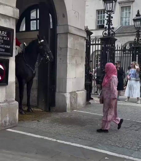 Even the horse knows