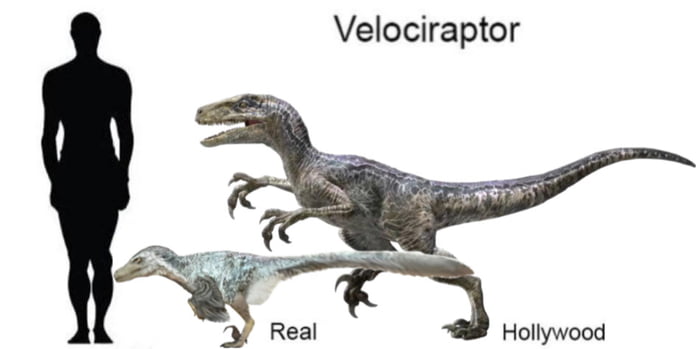 The real Velociraptor had feathers and was the size of a dog - 9GAG