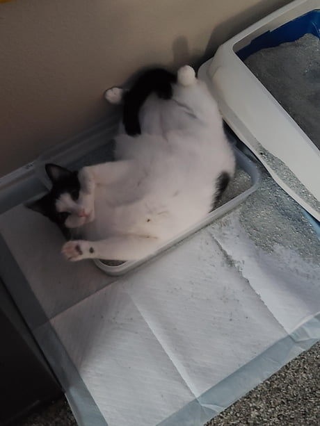 disabled cat litter box