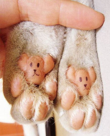 teddy bear paws