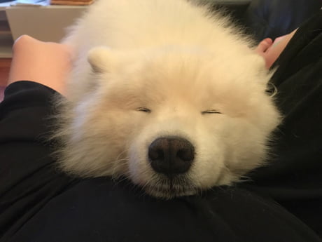 samoyed sleeping in bed