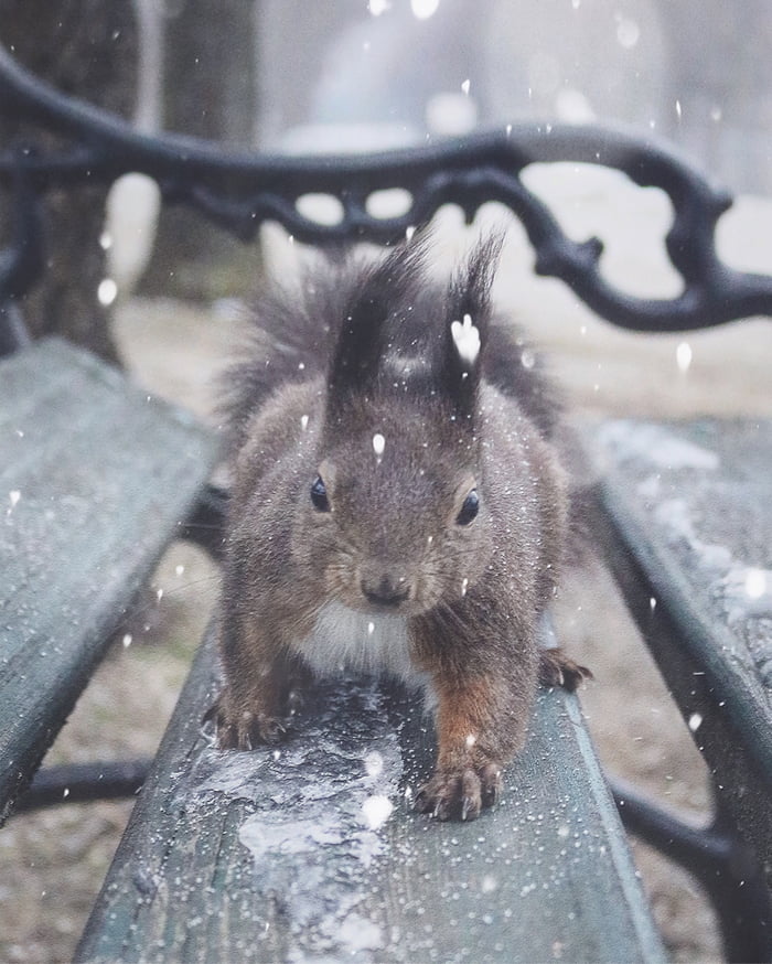 Took this picture of an angry squirrel today. yes, it bit me.