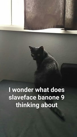I wonder what my cat named me