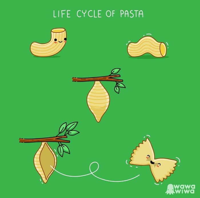 Life cycle of pasta