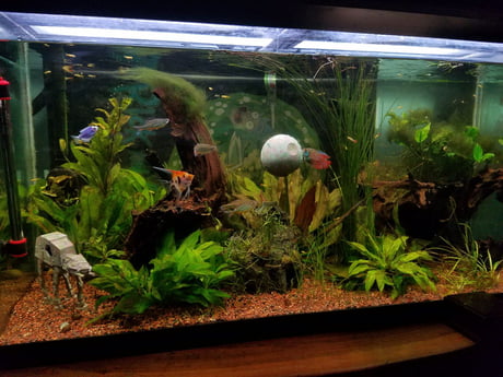 This is my fish tank, it's themed off of the battle of endor - 9GAG