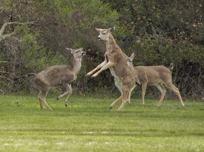 The Majestic Derpy Deer