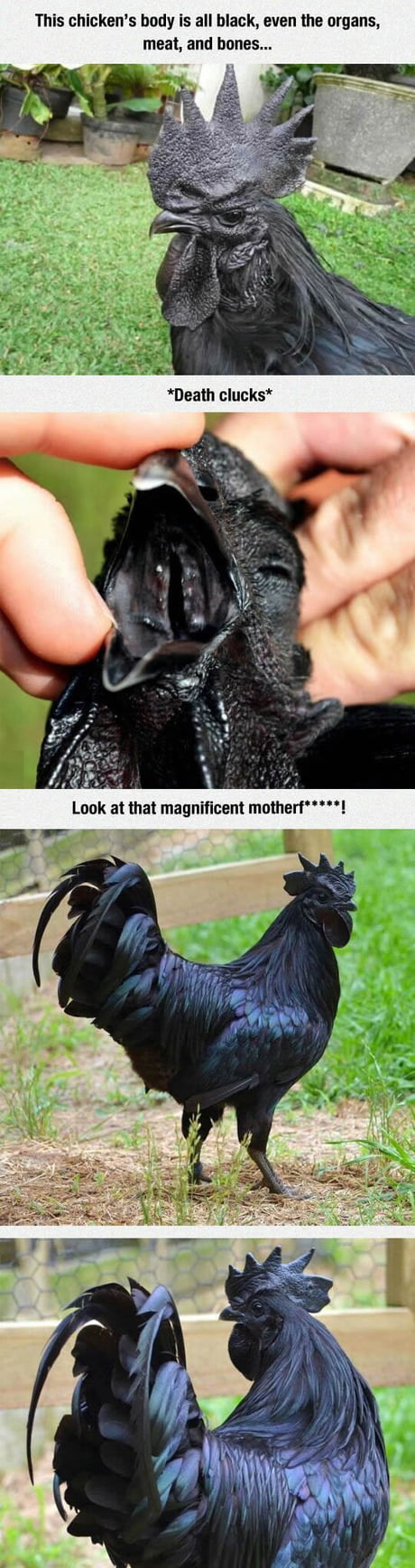 Big black cock - 9GAG