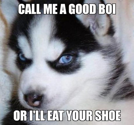 evil dog meme husky