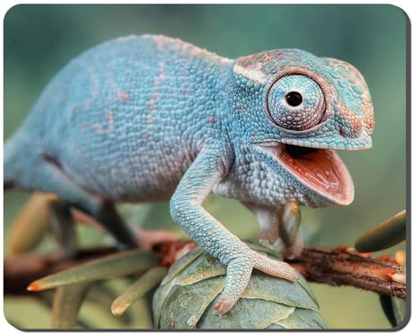 Can a Blind Chameleon Still Change Color?