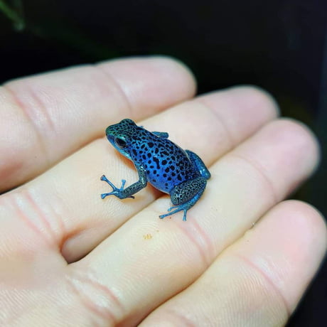 Blue Frog Oophaga Pumilio Rio Colubre 9gag