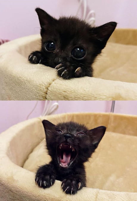 The smallest yawn