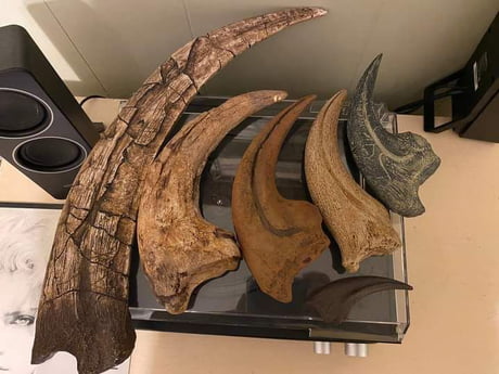 Dinosaur claws. From left to right: Therizinosaurus, unnamed megaraptoridae, Torvosaurus, Spinosaurus, Allosaurus, and at the bottom: T-Rex. - 9GAG