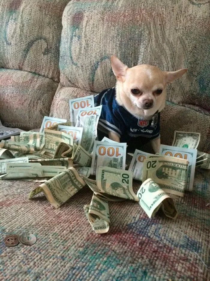 This is the money dog... money will find you in the next 24 hours 9GAG