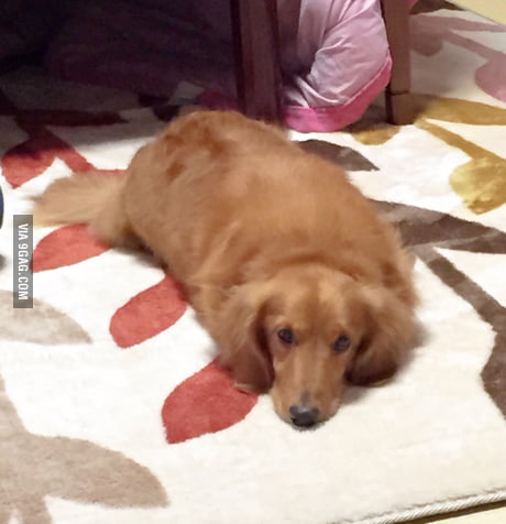 fluffy weiner dog