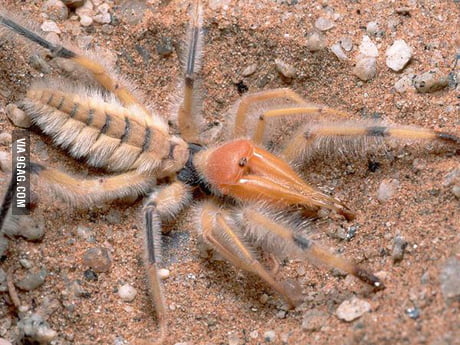 black camel spider