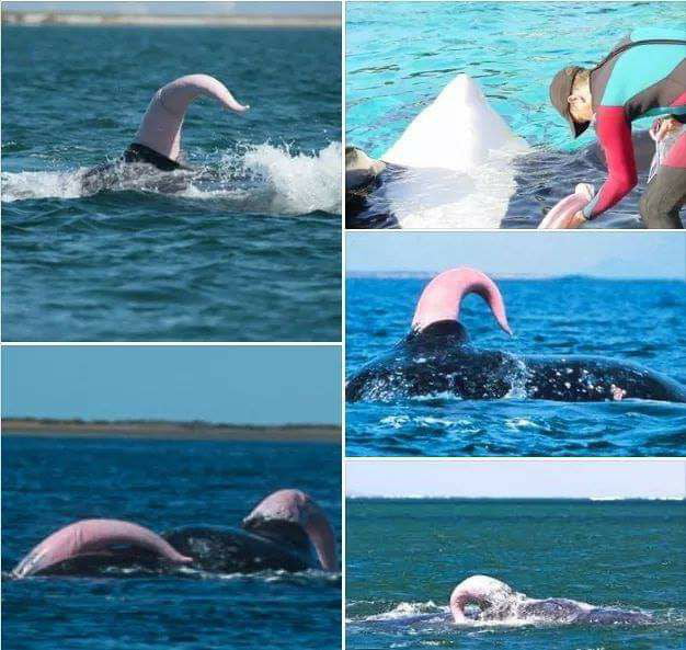 Shlong I dont know who needs to know this but here it goes. This is a whales ...