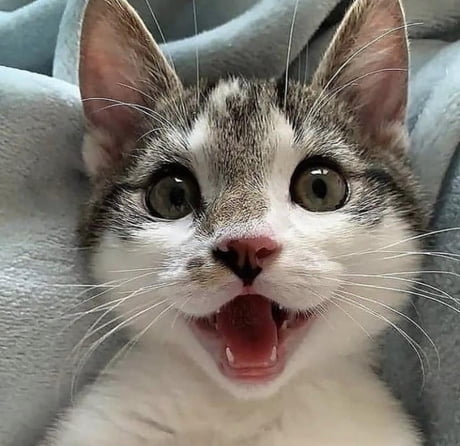 super excited cat