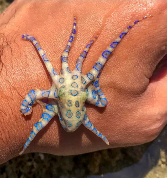 This Cuddly BlueRinged Octopus with Enough Venom to Kill 26 Humans in Minutes You Can Meet