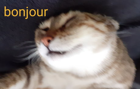 Bonjour Le Chat 9gag