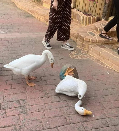 how long to beat untitled goose game how long to beat untitled goose game