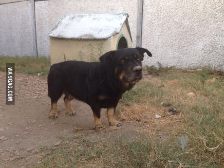 Rottweiler store weiner dog