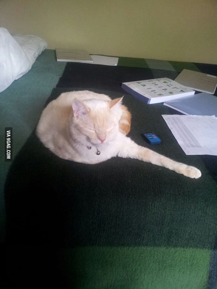 My cat's leg was amputated... 9GAG