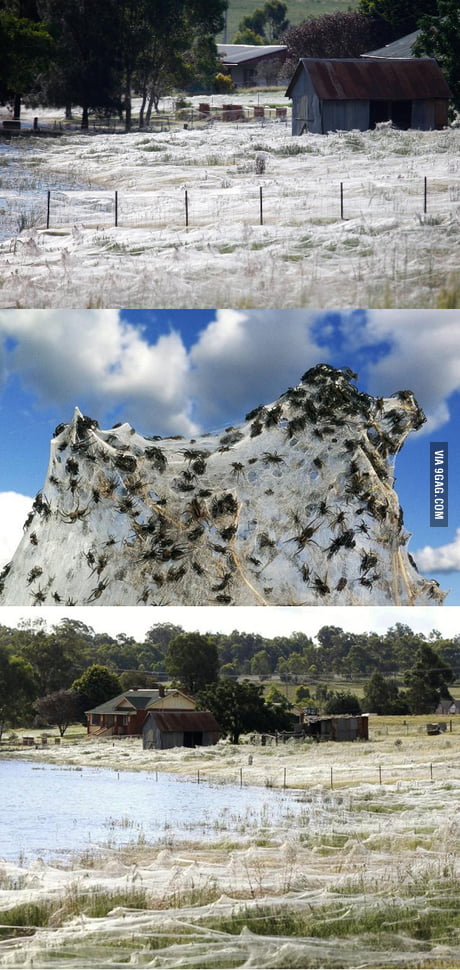 Spider season in Australia - 9GAG