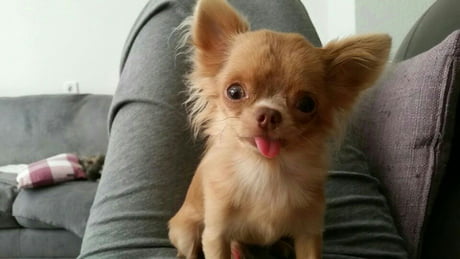 down syndrome chihuahua