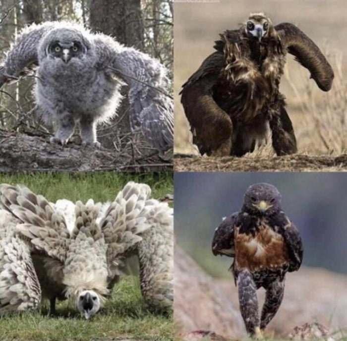 This is what running birds look like