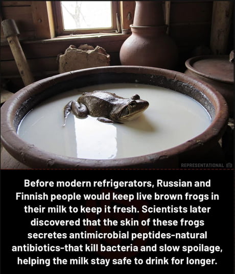The practice of putting frogs in milk to keep it fresh was observed mainly in rural Russia and Finland during the 19th and early 20th centuries