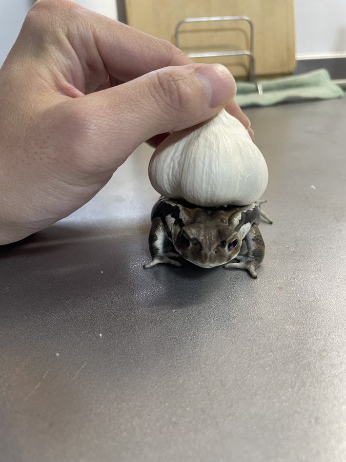 If you put garlic on frog, it turn into a bulbasaur