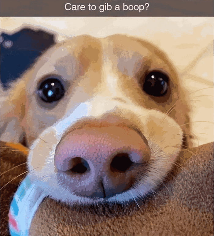 Boop the Snoot, you heartless barbarian! - 9GAG