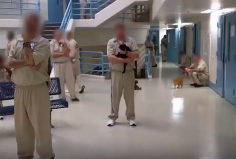Cat is love, cat is life. Inmates in Indiana State prison with good behaviour gets the privilege of taking care of a rescue