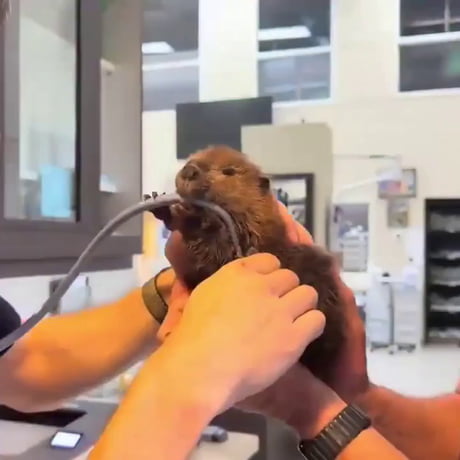 I like beavers