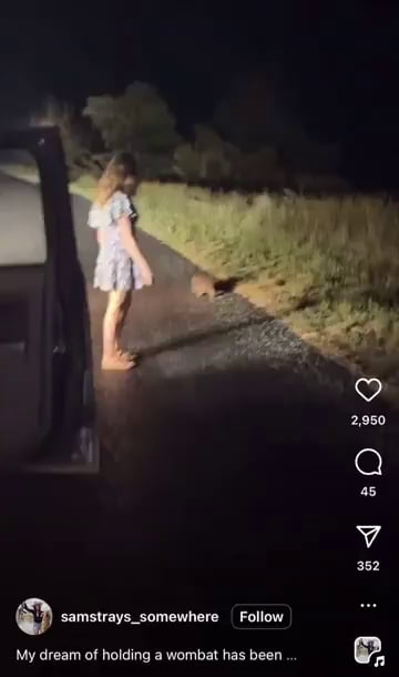 American influencer being deported for kidnapping baby wombat from mother... and banned from Australia, her Boyfriend facing criminal charges...