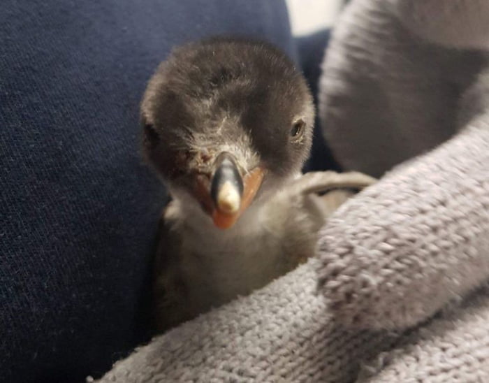 Two Male Penguins Successfully Hatch Egg And Look After Penguin Chick ...