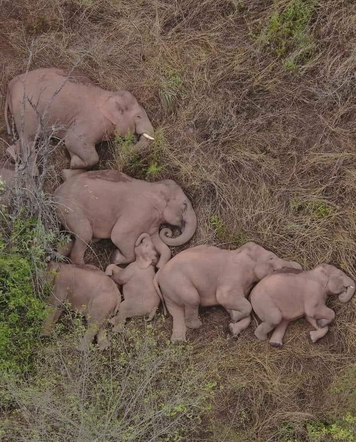An elephant family sleeping (photographed by a drone) 9GAG