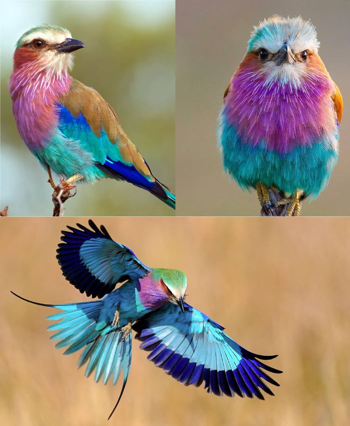 Lilac-breasted roller