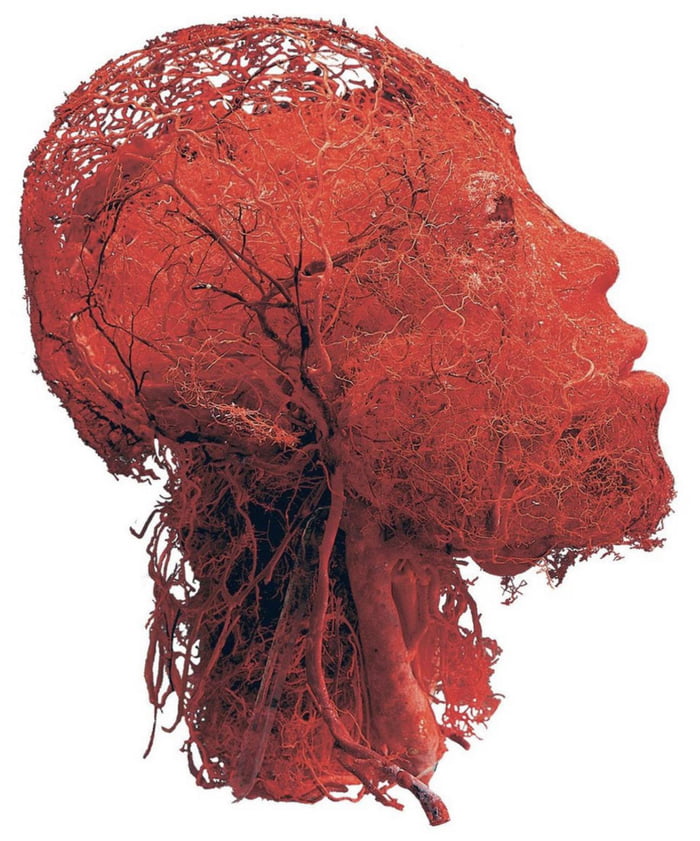 All the blood vessels in the human head